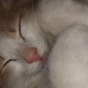 Meet your Posher, Emma